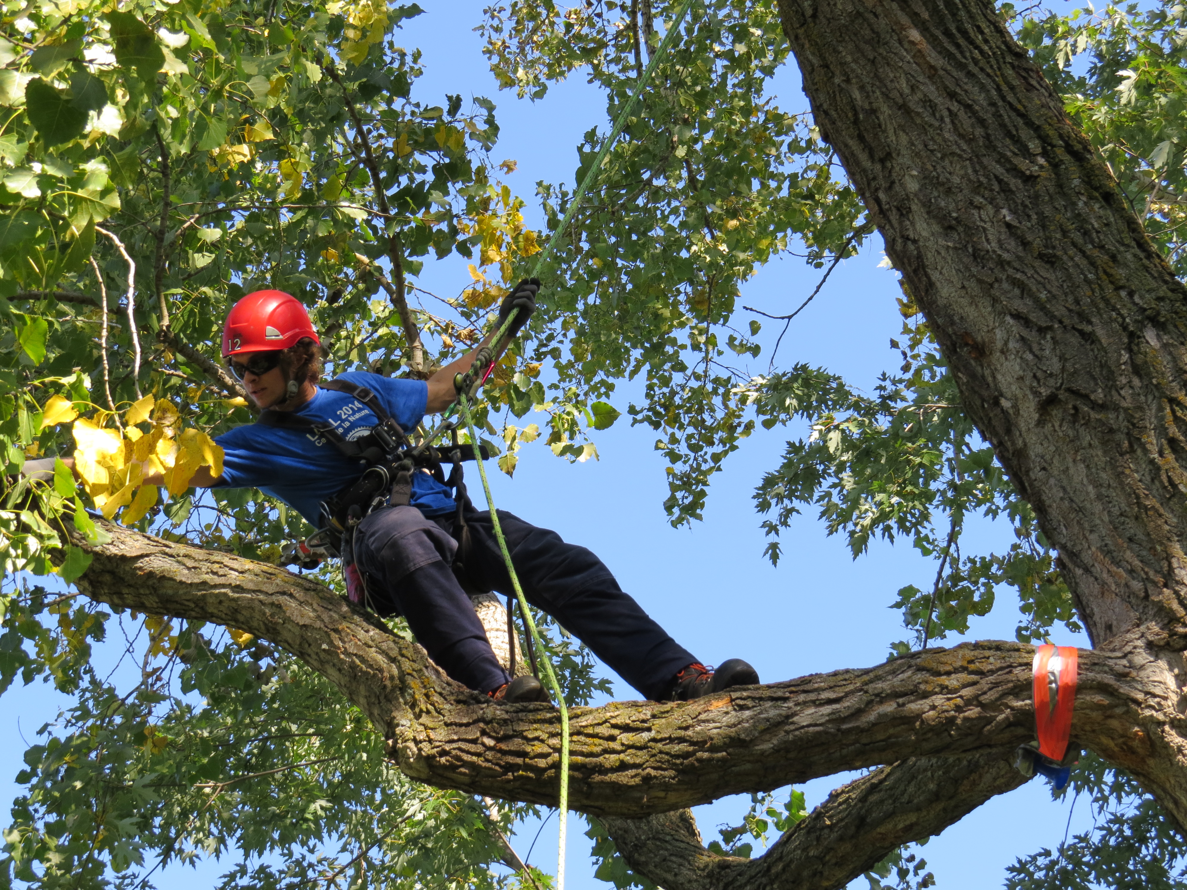 Quebec Tree Climbing Championship