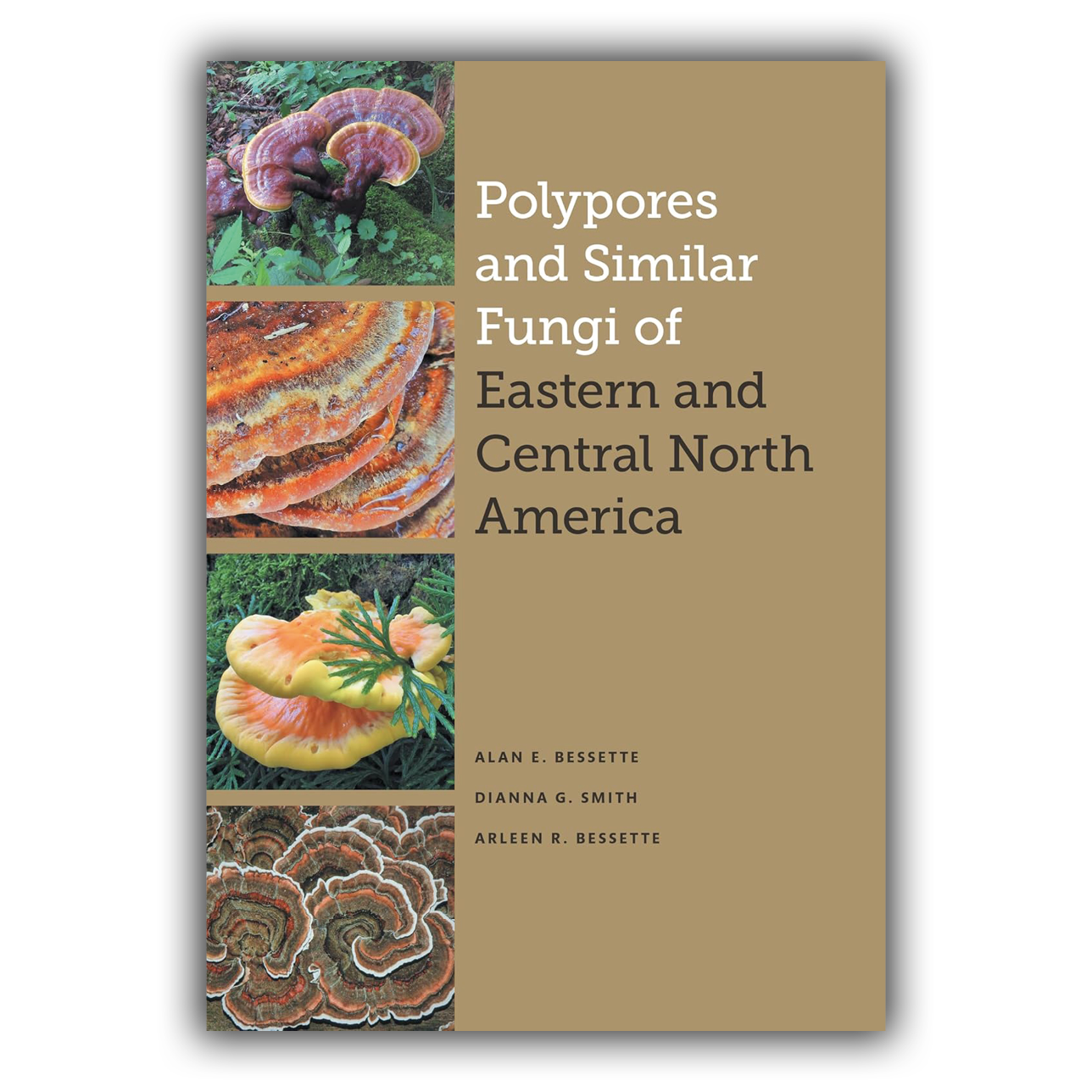 Polypores and Similar Fungi of Eastern and Central North America Polypores and Similar Fungi of Eastern and Central North America