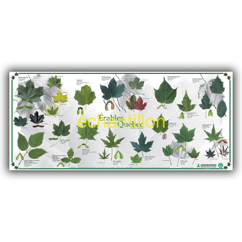 Lot de 3 affiches des arbres présents au Québec - Grand format