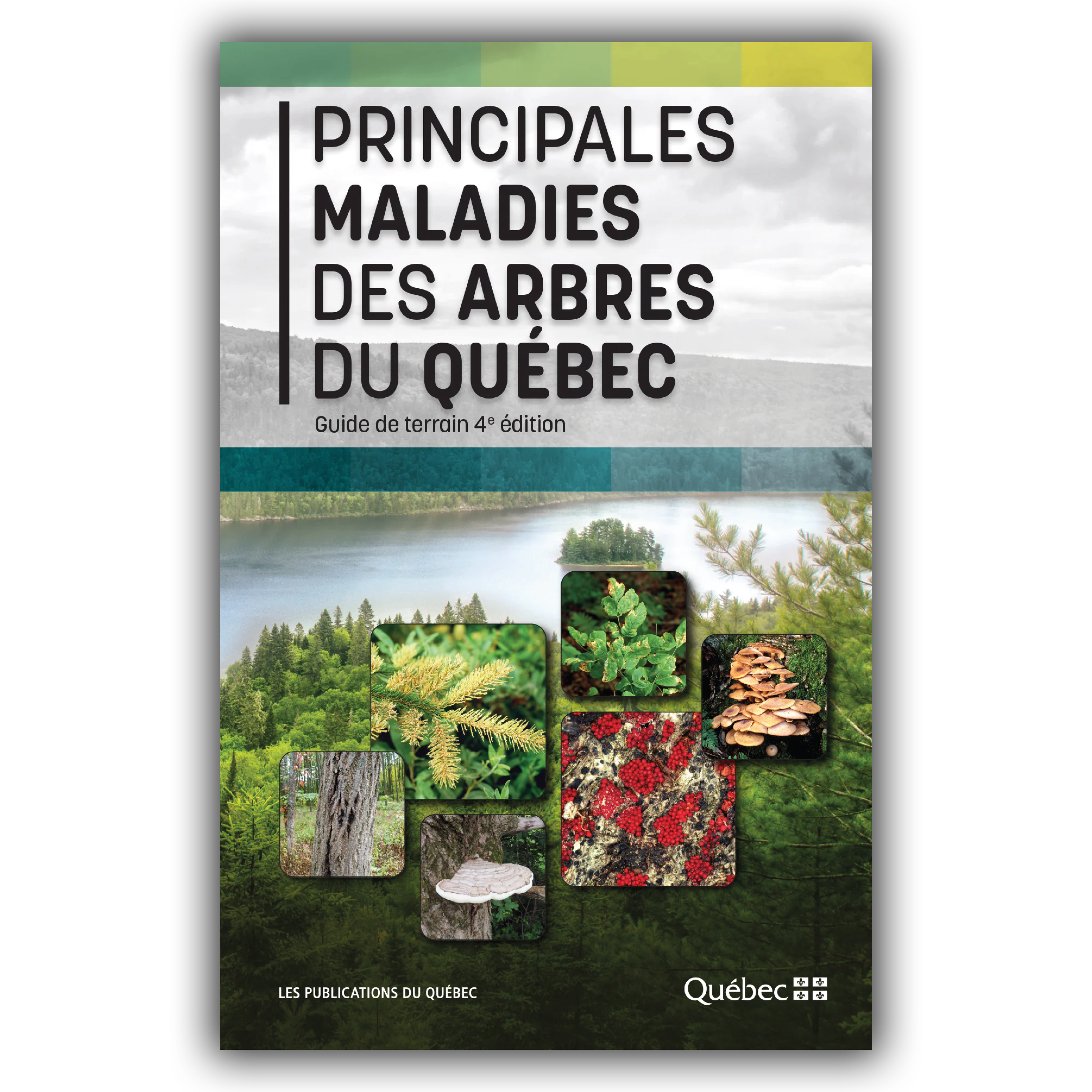 Principales maladies des arbres du Québec