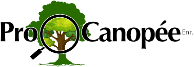 procanopee+arbre.png