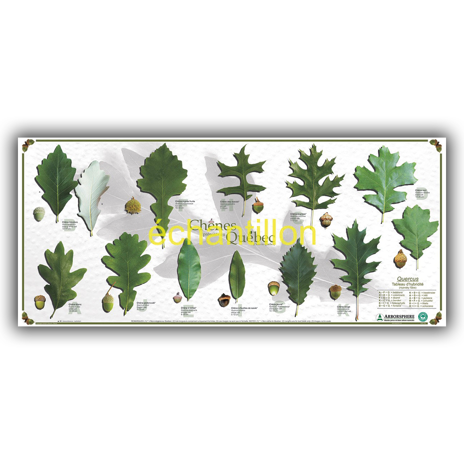 Lot de 3 affiches des arbres présents au Québec - Grand format