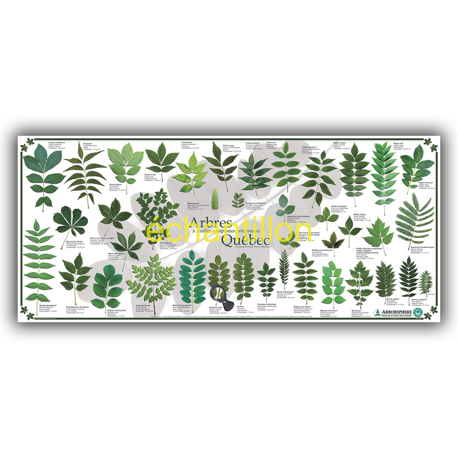 Lot de 3 affiches des arbres présents au Québec - Grand format