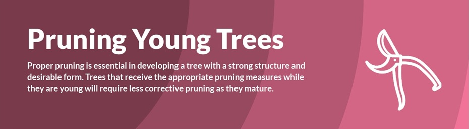 Pruning Young
