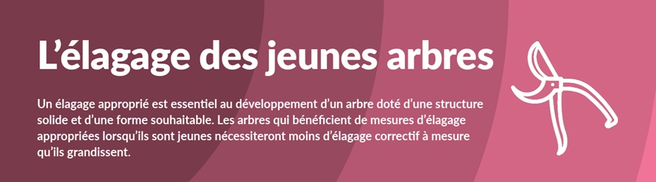 Elagage Jeune
