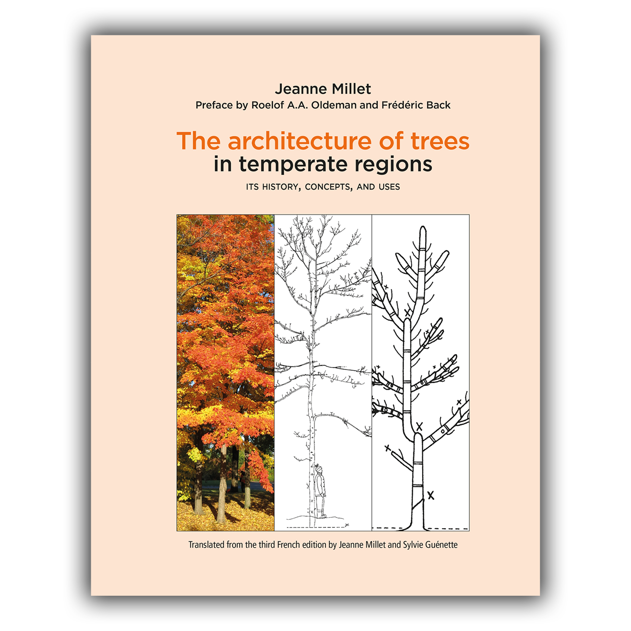 The architecture of trees in temperate regions