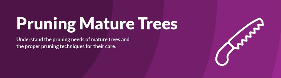 Pruning Mature